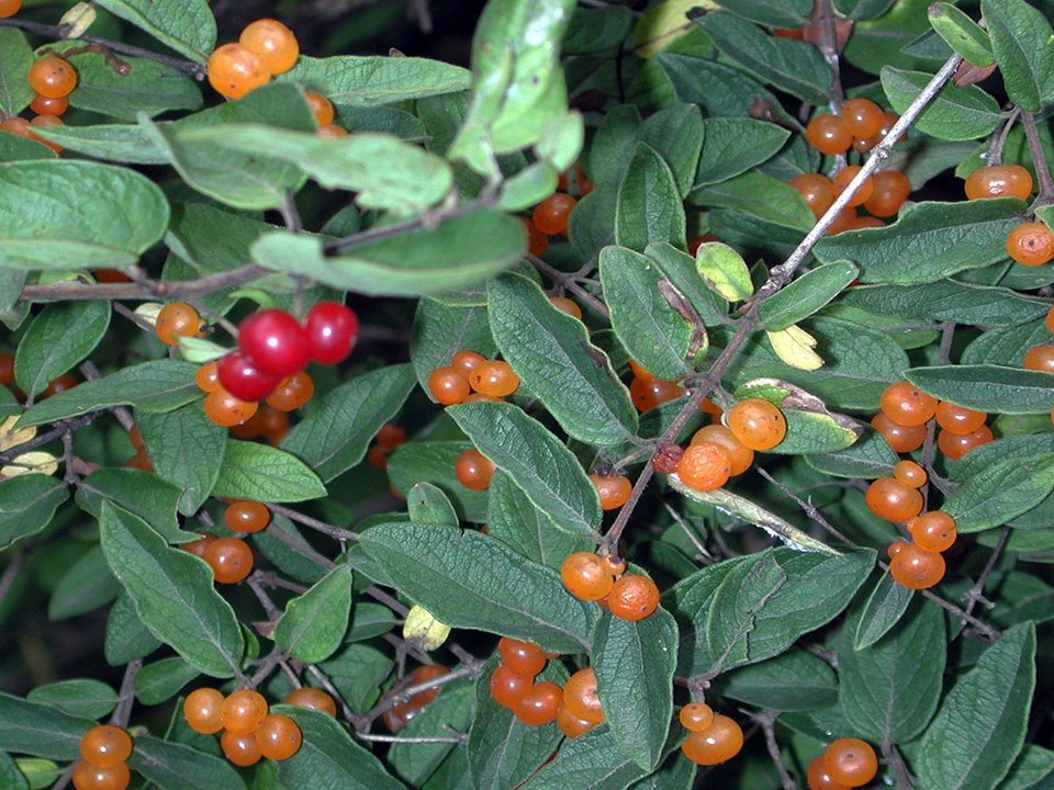 Honeysuckle fruit